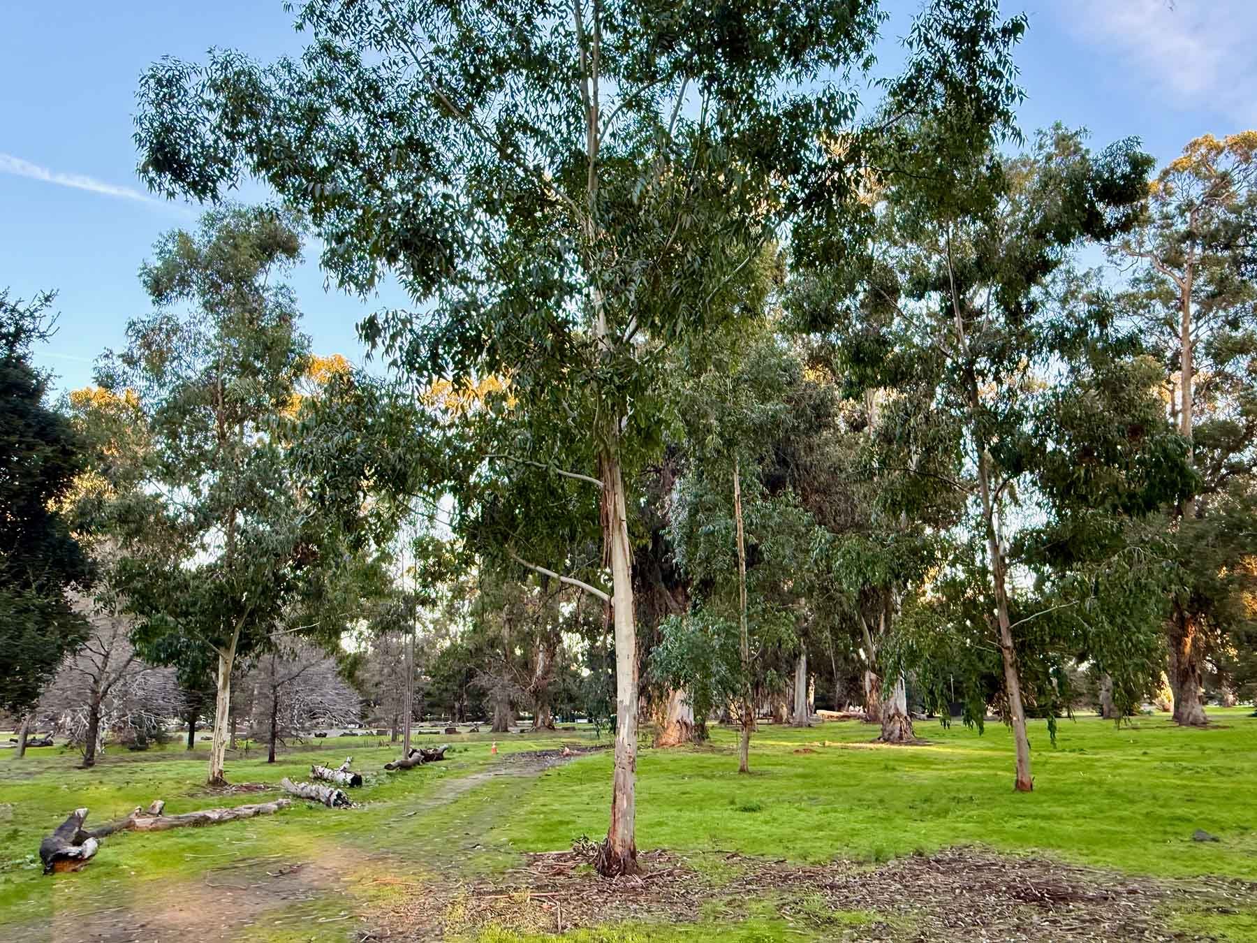 Eucalyptus Grandis - Vista 5